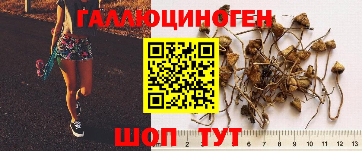 Псилоцибиновые грибы Psilocybine cubensis  Вход с VPN  Бор 