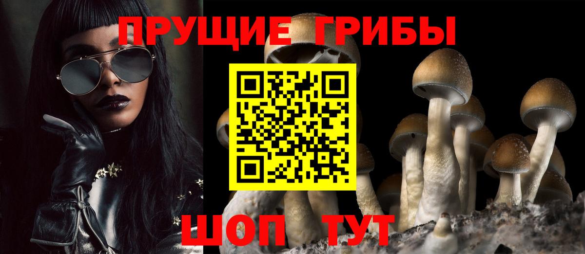 Галлюциногенные грибы Psilocybine cubensis Бор